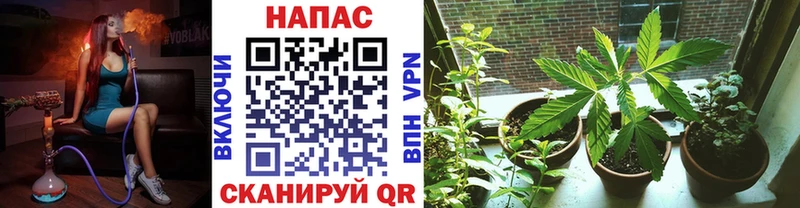 Шишки марихуана гибрид  Купить где  Рузаевка 